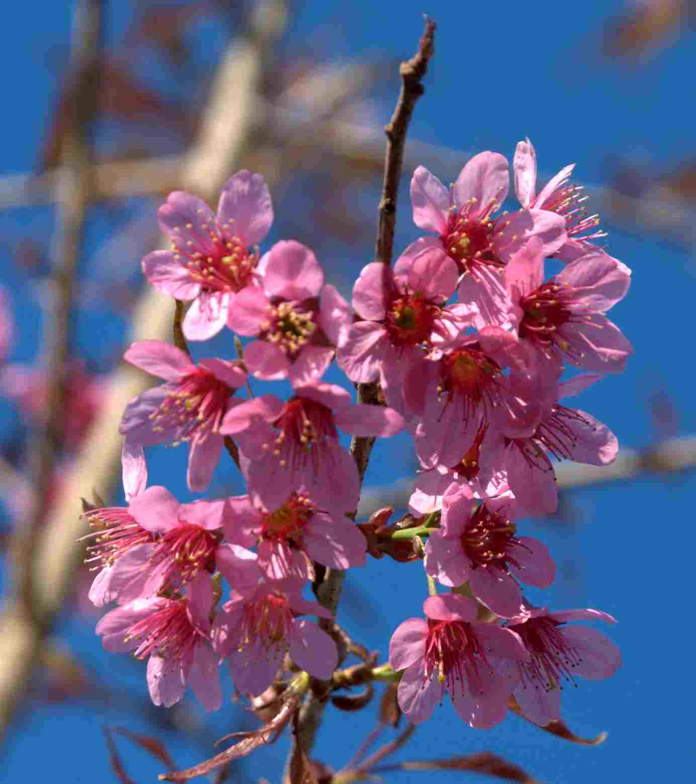 樱桃花开时