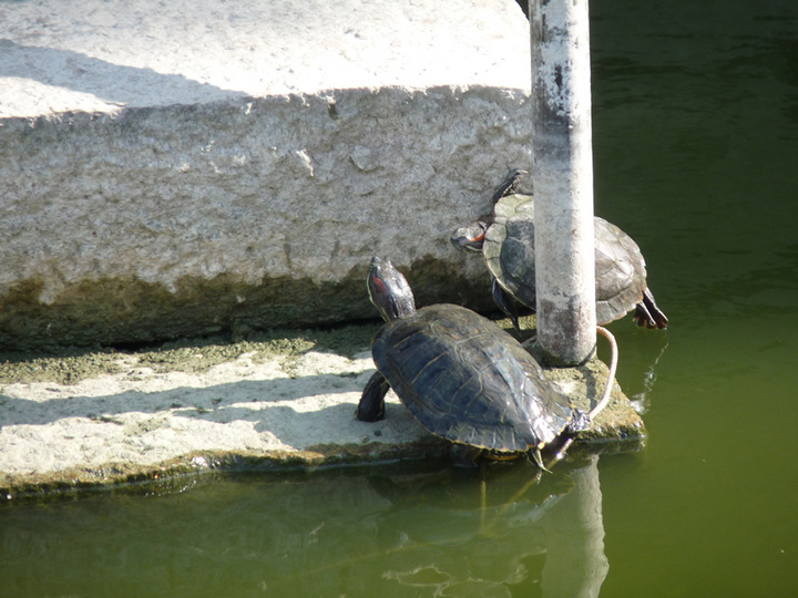【放生池里的乌龟摄影图片】泉州承天寺纪实摄