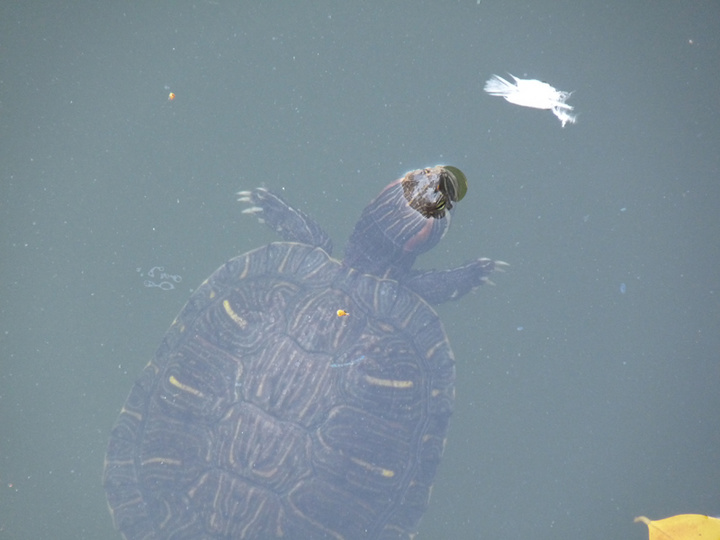 【放生池里的乌龟摄影图片】泉州承天寺纪实摄