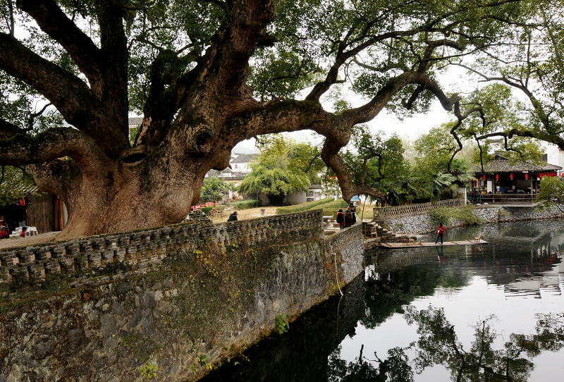 2009最美乡村婺源行之严田古樟