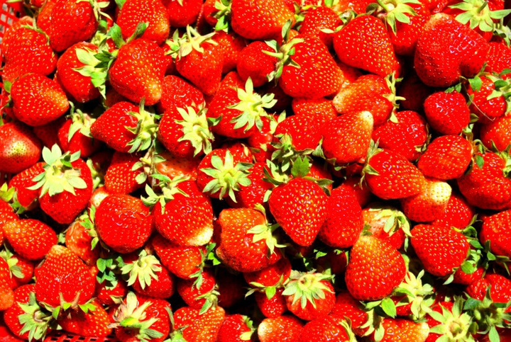 【摘草莓的小姑娘摄影图片】六十户乡草莓基地