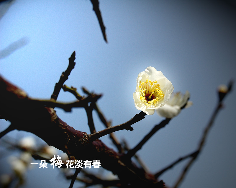 一朵梅花淡有春