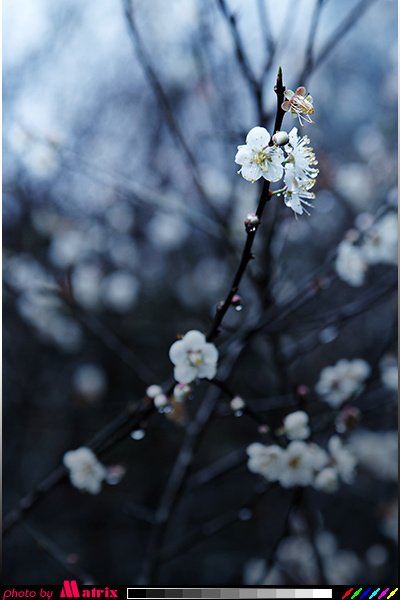 大寒日的梅花
