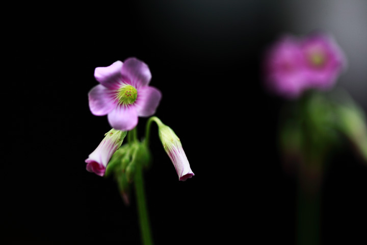 【吾欲问花花不语摄影图片】家里生态摄影