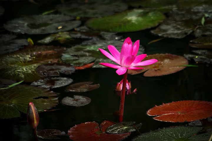 莲花