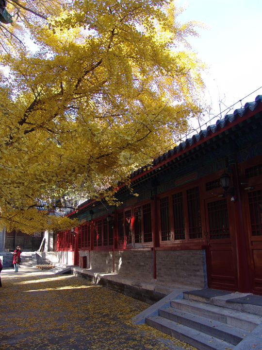 金色之秋(北京大觉寺)