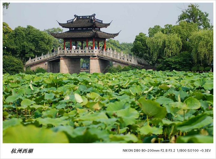 【曲院风荷摄影图片】杭州西湖曲院风荷生态摄