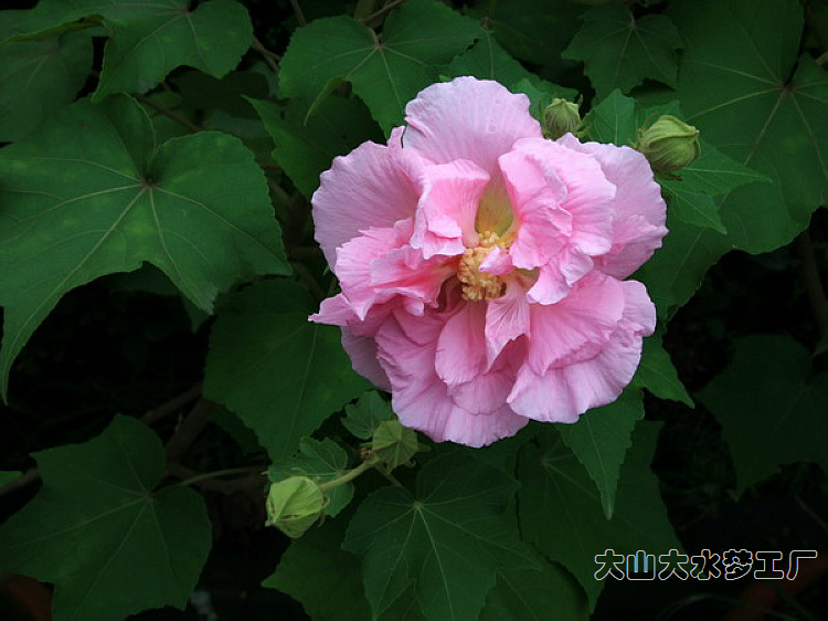 芙蓉花