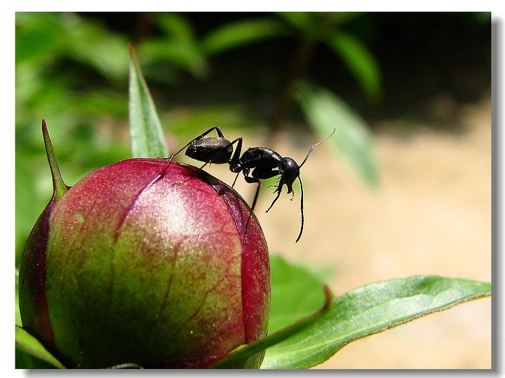 【蚂蚁王摄影图片】锡惠公园生态摄影