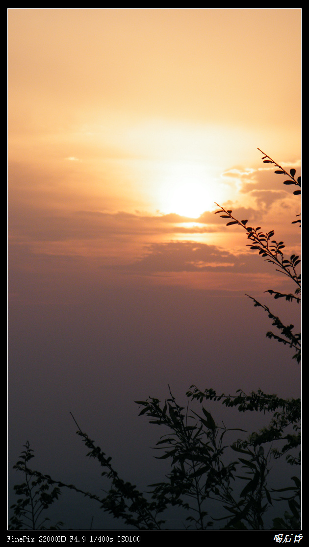 夕阳红