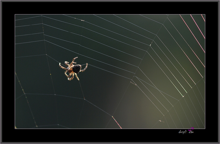 【有趣,聪明的蛛蛛摄影图片】仪化生态摄影