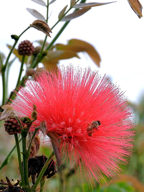 路边拾花趣