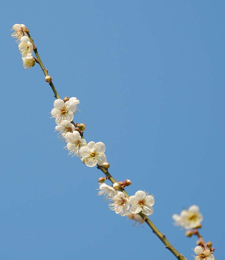 冬日青梅花艳艳