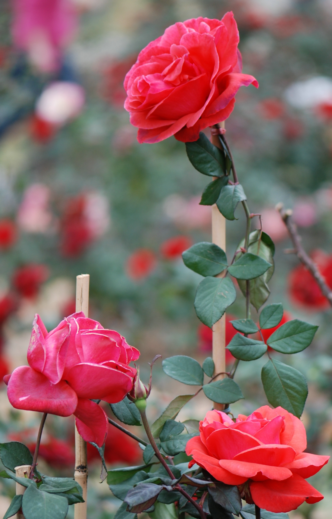 【盛开的玫瑰摄影图片】广州云台花园生态摄影_捕光捉