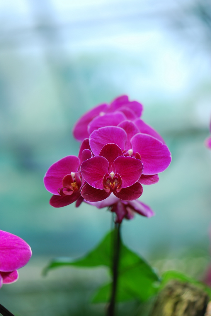 展翅欲飞-兰花 (共p)