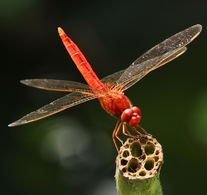 【蜻蜓摄影图片】广州流花湖公园生态摄影_太平洋电脑