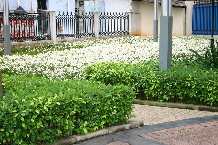 转角处的花儿