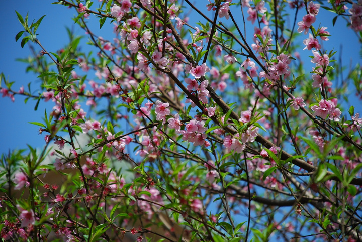【春天来了摄影图片】珠山公园其他摄影_艾摄影_太平洋电脑网摄影部落