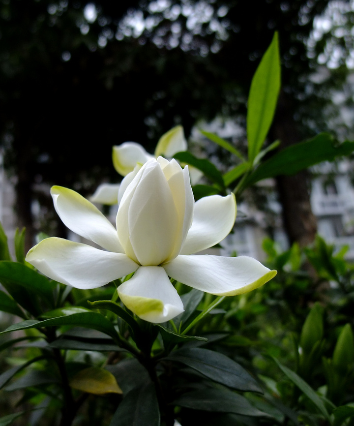 栀子花