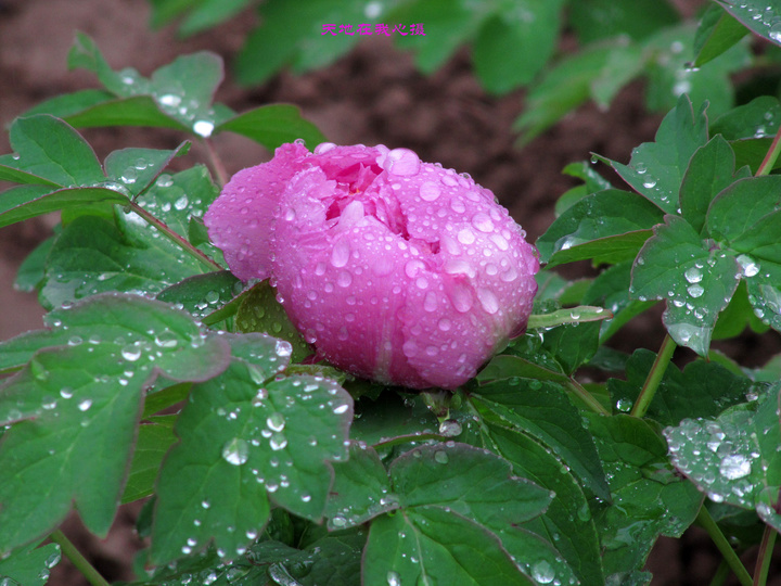(一)春雨中的美丽
