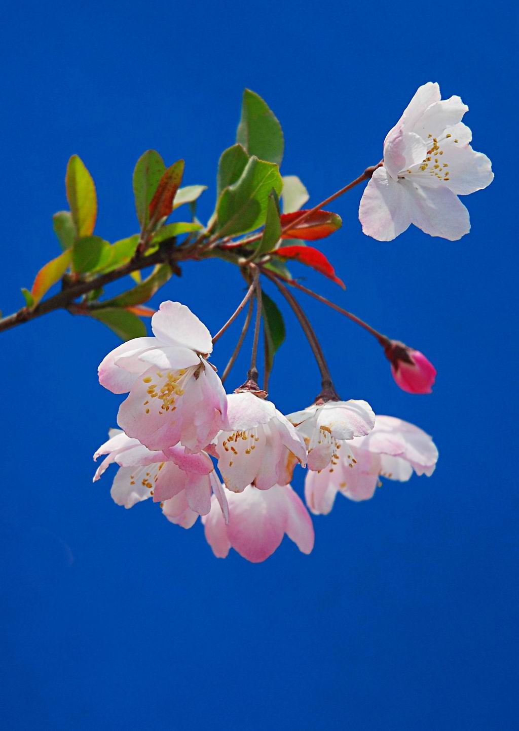 贵妃睡春(海棠花枝俏)