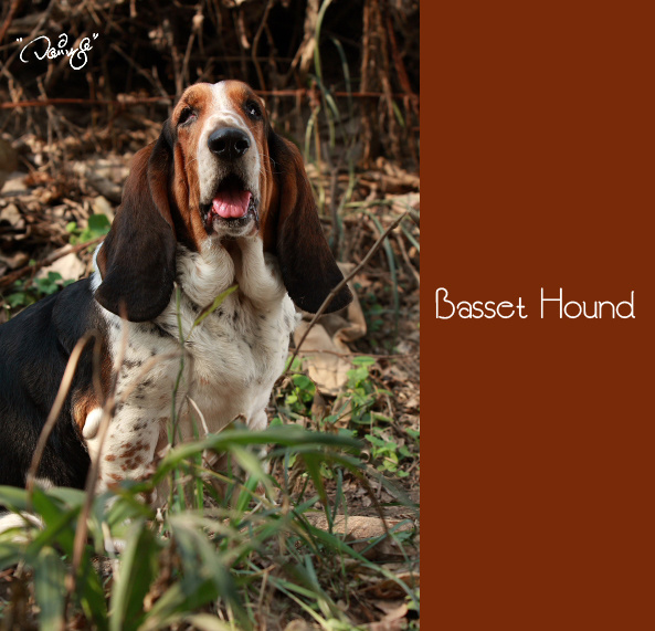 憨憨的短脚----basset hound (共p)