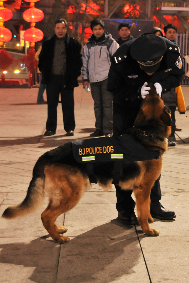 北京:警犬巡逻到"鸟巢",游客. (共p)