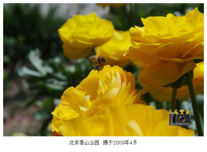 【4月21日,天空湛蓝下的北京香山摄影图片】北