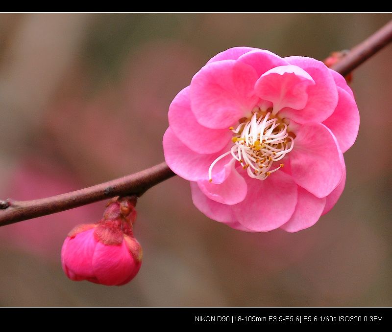 梅花开了