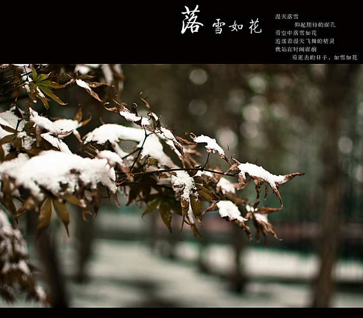 落雪如花