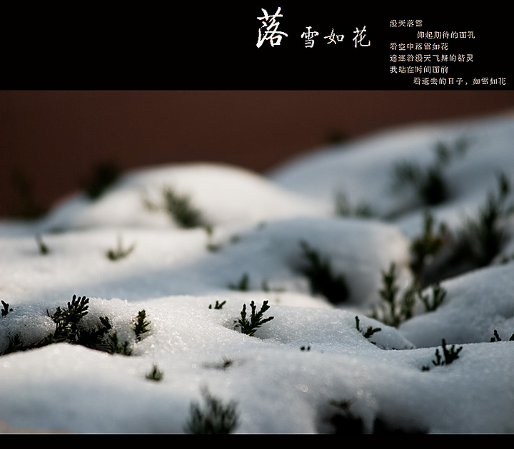 落雪如花