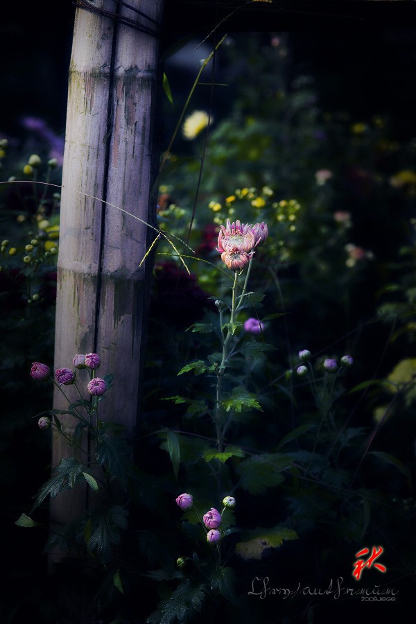 人淡如菊