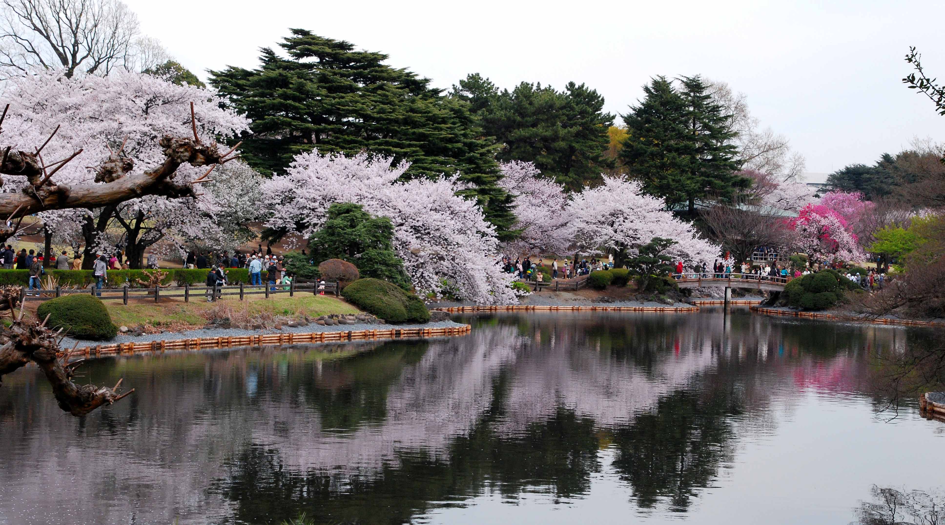 【樱花树摄影图片】东京 昭和纪念公园风光摄影_粉笔画_太平洋电脑网摄影部落