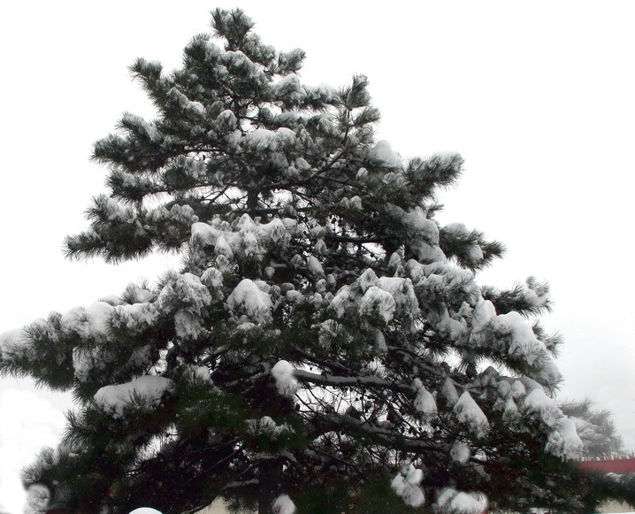 雪压青松