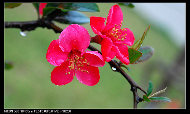 迎春花