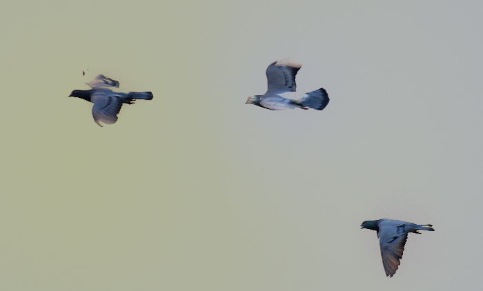 【鸽子在蓝天上飞翔摄影图片】成都大邑生态摄