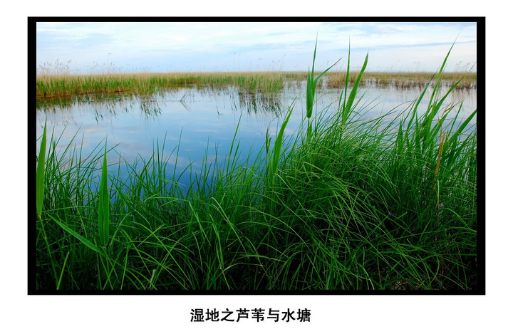 湿地之芦苇与草塘