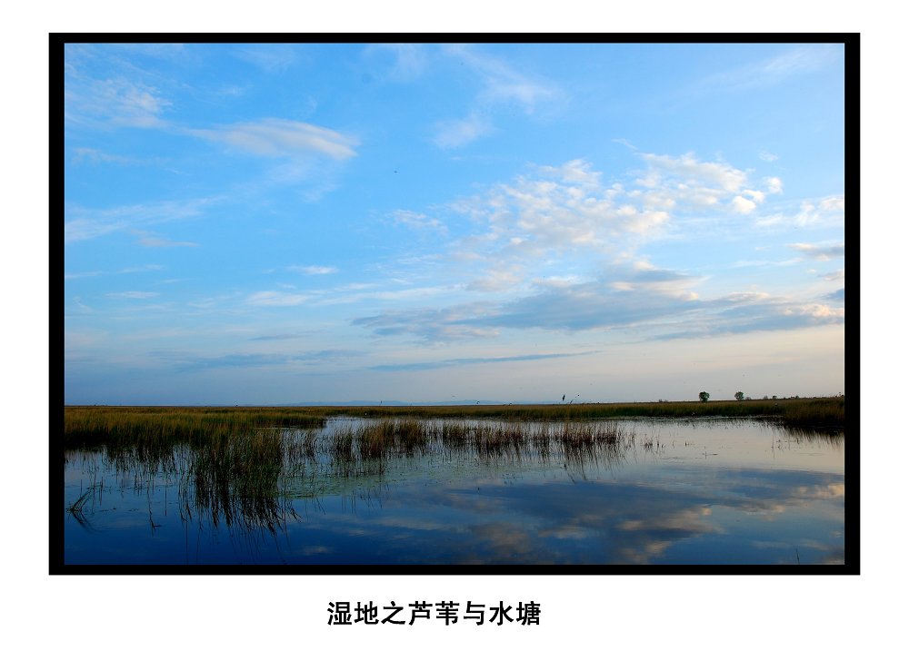 湿地之芦苇与草塘