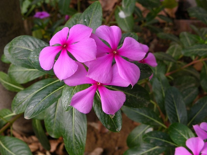 长青花(五瓣梅)