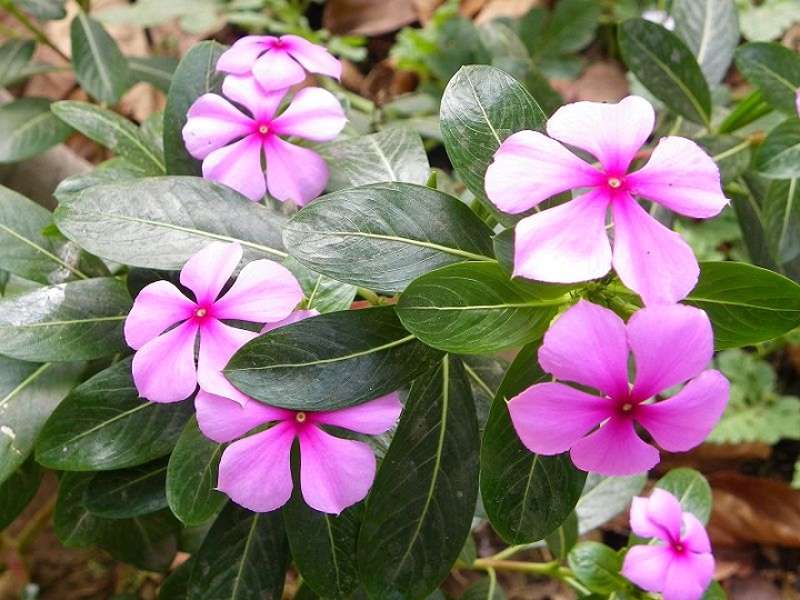 长青花(五瓣梅)