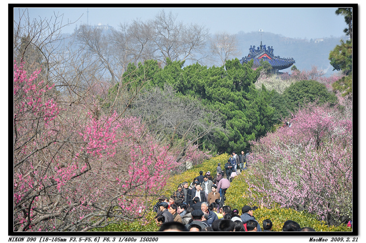 梅花节赏梅之二