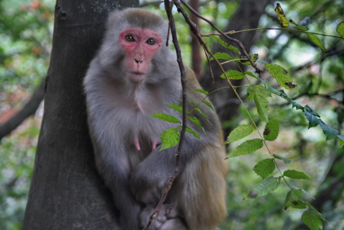 【猴子摄影图片】张家界生态摄影_光影游客