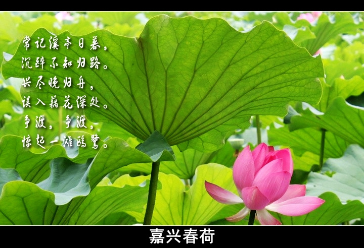 荷花*静 诗