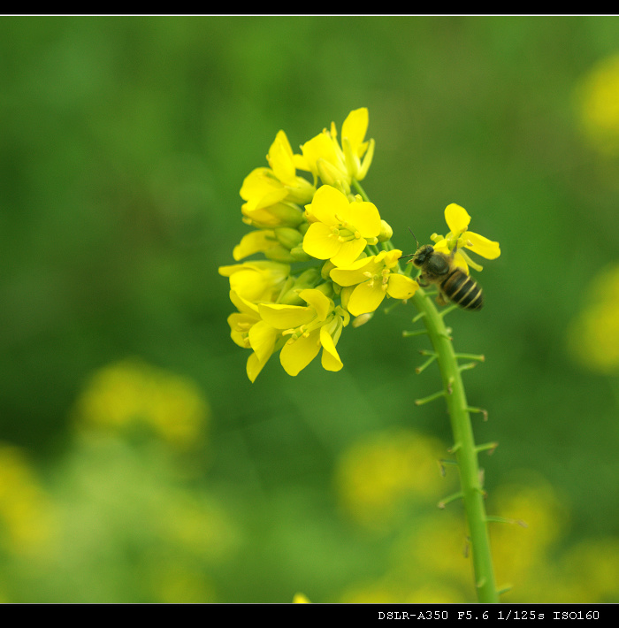 蜜蜂 油菜花=蜂蜜       幅