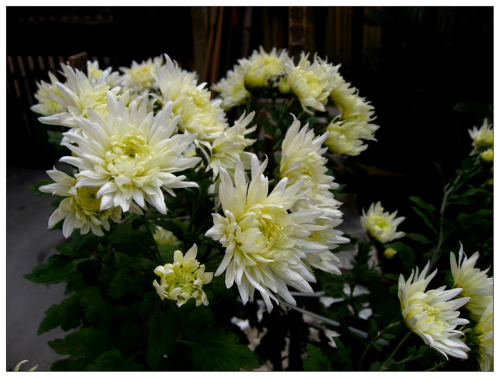 09秋·路边菊