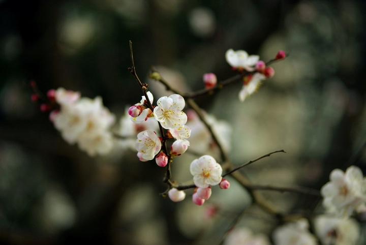 【花开三月,香飘十里摄影图片】长安大学附近