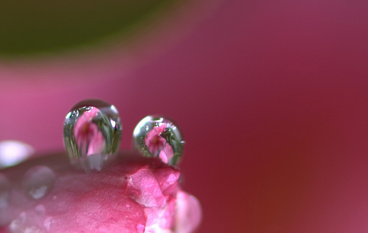 雨花劫