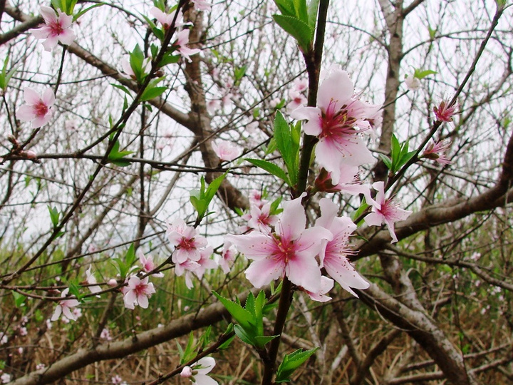 二月桃花