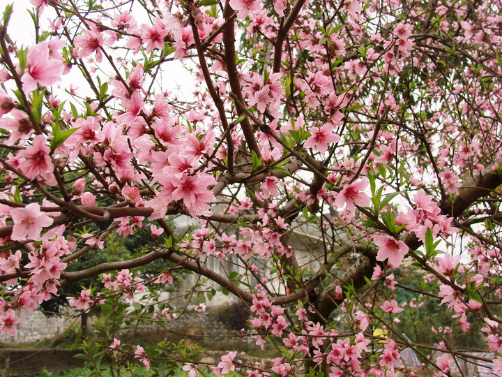 二月桃花