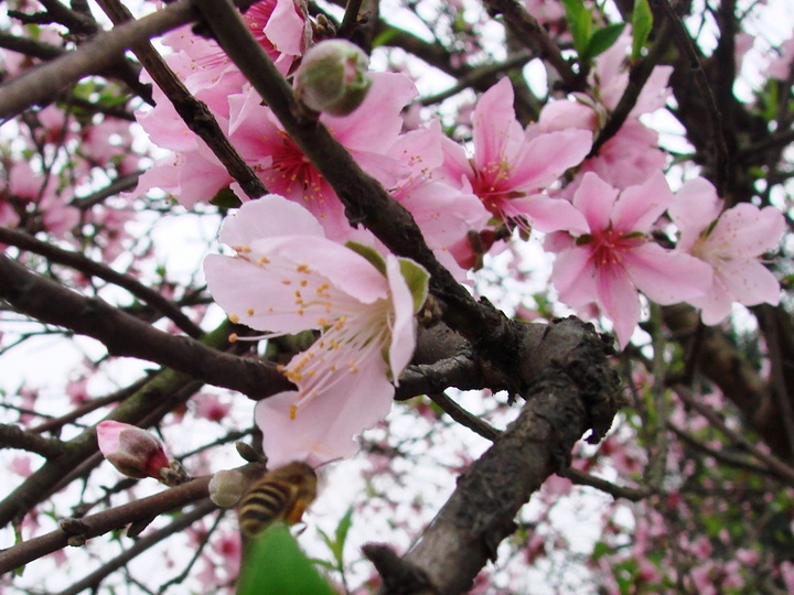 二月桃花